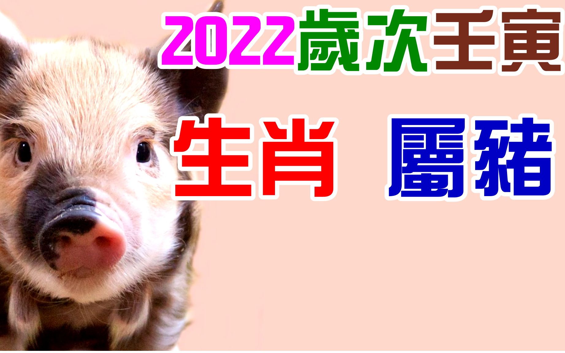 属猪的在2022壬寅流年运势怎么样？
